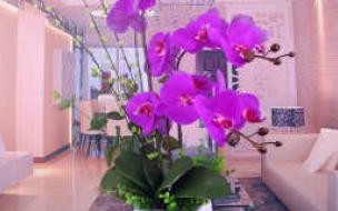 兰花花艺类型 花卉生产与花艺